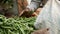 Farmer sorts and packs peas in pods at local market. Selling vegetables at grocery market. Raw green pea pods at the