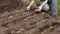 Farmer sows capsules with carrot seeds in furrows of garden bed.