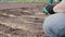Farmer sows carrot seeds in furrows with mustard powder, organic farming