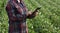 Farmer in soy field inspecting crop