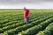 Farmer in soybean fields