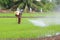 Farmer spray the fertilizer in rice field