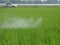 Farmer spray insecticide into rice farm. Chemical,Electric sprayer.taiwan