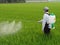 Farmer spray insecticide into rice farm. Chemical,Electric sprayer.taiwan