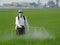 Farmer spray insecticide into rice farm. Chemical,Electric sprayer.taiwan