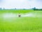 Farmer spray pesticides