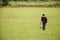 Farmer spraying chemical for herbicide in paddy or rice field