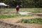 Farmer spraying fertilizer for fruit and vegetables on field