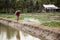 Farmer spraying fertilizer for fruit and vegetables on field