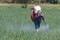 Farmer spraying fertilizers in an onion field