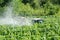 Farmer spraying grape vines