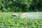 Farmer spraying grape vines