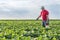 Farmer spraying green soybean plants.