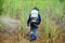 Farmer spraying herbicide on Sugarcane Field