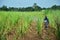 Farmer spraying herbicide on Sugarcane Field