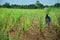 Farmer spraying herbicide on Sugarcane Field