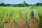 Farmer spraying herbicide on Sugarcane Field