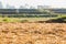 Farmer spraying pesticide in harvested ricefield