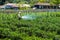 Farmer spraying pesticide on his field