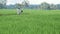 Farmer spraying pesticide in rice field
