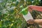 Farmer sprays pesticide with manual sprayer against insects on cucumber plant in garden in summer. Agriculture and gardening