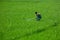 A farmer sprays pesticides on his green paddy field with a spray machine at Jessore District