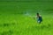 A farmer sprays pesticides on his green paddy field with a spray machine at Jessore District