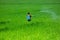 A farmer sprays pesticides on his green paddy field with a spray machine at Jessore District