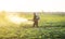 A farmer sprays a solution of copper sulfate on plants of potato bushes. Fight against fungal infections and insects.