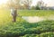 A farmer sprays a solution of copper sulfate on plants of potato bushes. Use chemicals in agriculture. Agriculture and