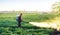 A farmer sprinkles a potato plantation with an antifungal chemical. Use chemicals in agriculture. Agriculture and agribusiness,