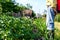 Farmer sprinkles potatoes with sprayer, rows of potato blooming