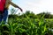 Farmer sprinkles potatoes with sprayer, rows of potato blooming