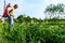 Farmer sprinkles potatoes with sprayer, rows of potato blooming