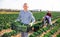 Farmer stacking boxes with harvested savoy cabbage on field