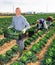 Farmer stacking boxes with harvested savoy cabbage on field