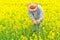 Farmer Standing in Oilseed Rapeseed Cultivated Agricultural Field