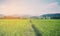 Farmer standing strong on his paddy field