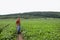 A farmer stands on a field of green soybeans. Agricultural industry