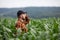 A farmer stands in a field and inspects a green corn plantation. Agricultural industry