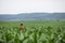 A farmer stands in the middle of a corn field and inspects it