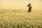 A farmer stands in the middle of a golden wheat field and inspects ears of wheat. Harvest concept