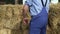 Farmer with straw bales, man carrying dry hay straw bales in preparation for organic cultivation. Agriculture farm and