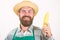 Farmer straw hat hold corncob vegetable. Fresh organic vegetable harvest. Man bearded presenting corncob or maize white