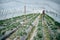 A farmer in a strawberry greenhouse