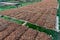 Farmer is sun-drying tobacco on the bamboo mats.