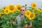 Farmer on a sunflower field