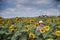 Farmer in sunflower field