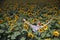 Farmer in sunflower field arms spread out