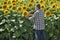 Farmer in sunflower field in early summer